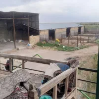 ویلا و گاوداری با مجوز ۴۹ راس گوشتی|فروش دفتر صنعتی، کشاورزی، تجاری|شال, |دیوار