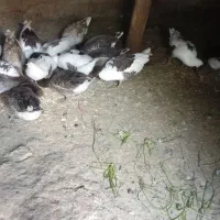 غاز|حیوانات مزرعه|شاهین دژ, |دیوار