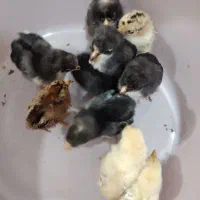 ۹عددجوجه محلی