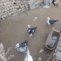 مصلا مینودشت