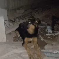 یک قلاد سگ خارجی