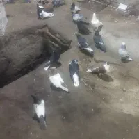 دم سفید ۲۰۰ کفتر