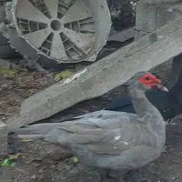 اردک نر طوسی اسرائیل|حیوانات مزرعه|پارس‌آباد, |دیوار