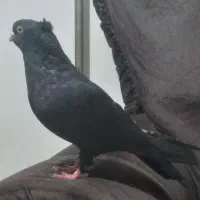 کبوتر قعطه دار کاکلی