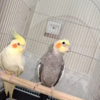 یک جفت عروس هلندی مولد