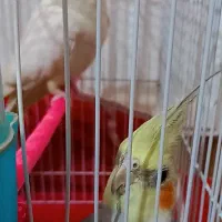 عروس هلندی سخنگو