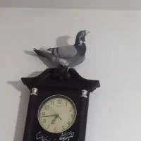 ابلق سبز آلمانی ب شرط جنگ