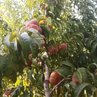 هرس انواع درختان میوه|خدمات باغبانی و درختکاری|تبریز, |دیوار