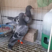 جوجه پلاکی هیچ پر