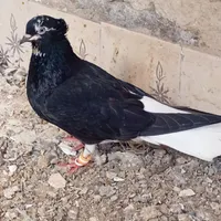 فروش اشعل سیاه