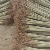 فروش صنوبرو کبوده یارانه ای در نهالستان