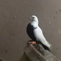 کبوتر شالی نروماده