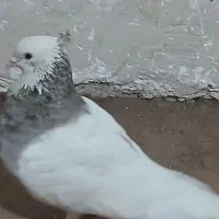 کبوتر برای فروش