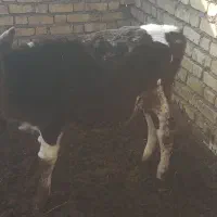 کوساله ماده چهار ماهه