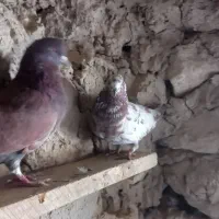 پنج کبوتر ملاقی|پرنده|قرقری, |دیوار