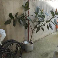 درختچه فیکوس