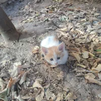 واگذاری رایگان ۳ عدد بچه گربه به همراه مادر|گربه|یزد, |دیوار