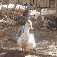 معاوضه غاز وکبوتر با...‌‌