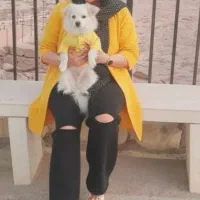 اشپیتز نر|سگ|بندرعباس, |دیوار