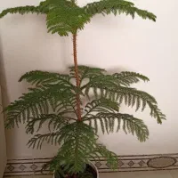درخت کاج
