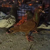 5تا کفتر گرفتنی