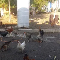 فروش مرغ وخروس
