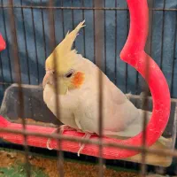 عروس هلندی|پرنده|باشت, |دیوار