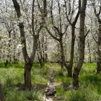 مزایده زمین ویلایی فشم امامه