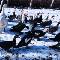 اردک اسرائیلی