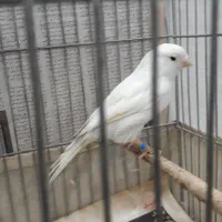 قناریبا سلام قق