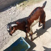 2عدد چپشت پاکستانی چاق به فروش می رسد|حیوانات مزرعه|میناب, |دیوار