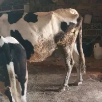 گاو و گوساله هلشتاین|حیوانات مزرعه|موچش, |دیوار