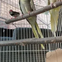 دو عدد عروس هلندی نر و ماده باهم جفت هستند|پرنده|اصفهان, قهجاورستان|دیوار