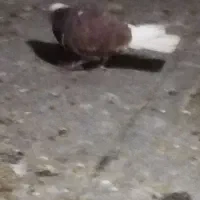 کبوتر کفتر غریب گیری