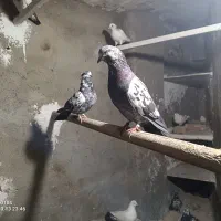 نر کله دم سیاه و..|پرنده|کرج, شهرک فهمیده|دیوار