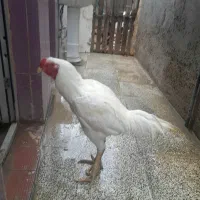 خروس سفید لاری