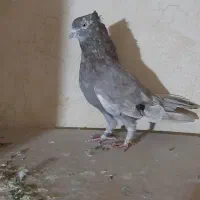 باسلام خدمت عشق بازا چنتاحیوون غریب گیری|پرنده|محمدشهر, محمدشهر|دیوار