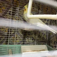 عروس لوتینو