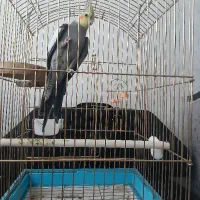 عروس هلندی