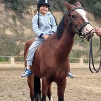 مادیان ترکمن آخال با رگ خونی بالا