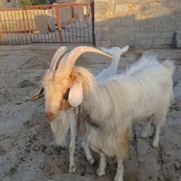 نر بز سانن|حیوانات مزرعه|خرامه, |دیوار