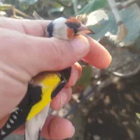 سهره نر|پرنده|لیسار, |دیوار