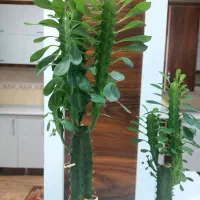 گل افوربیا سبز|گل و گیاه طبیعی|نهاوند, |دیوار