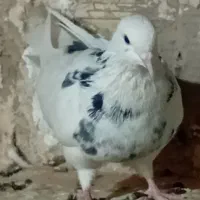 کبوتر|پرنده|محمدشهر, جعفرآباد|دیوار