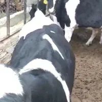 انواع گاو گوشتی شیری گوساله تلیسه|حیوانات مزرعه|کرج, عظیمیه|دیوار