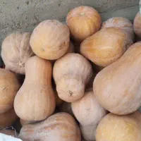 کدو حلوایی شیرین حراج