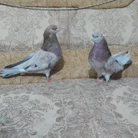 کبوتر سرور