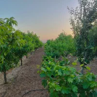 باغچه های شهرکی ۷۵۰،۱۰۰۰،۱۵۰۰  باسند،باغبان،نگهبان|فروش زمین و ملک کلنگی|زرندیه, |دیوار