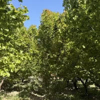 باغ-در-باغستان-شهریار