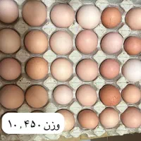 تخم مرغ محلی|خوردنی و آشامیدنی|هشتگرد, شهرک بعثت|دیوار